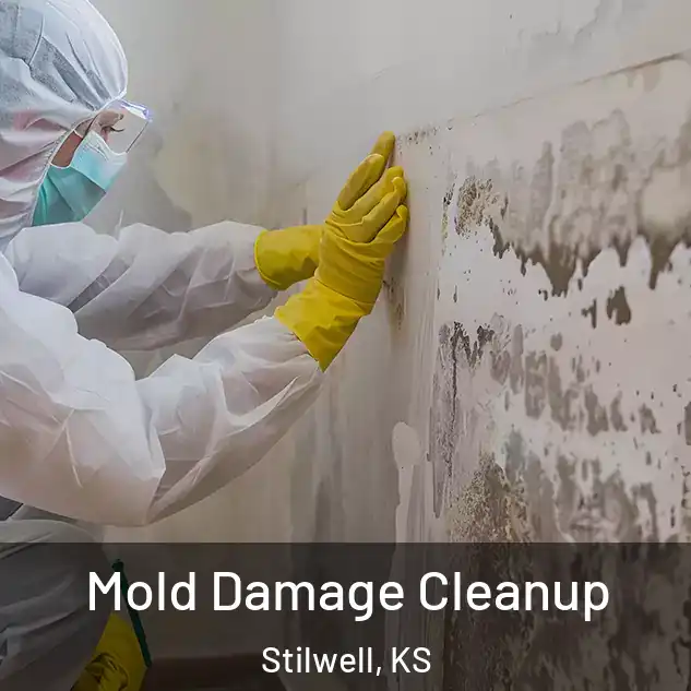  Mold Damage Cleanup Stilwell, KS