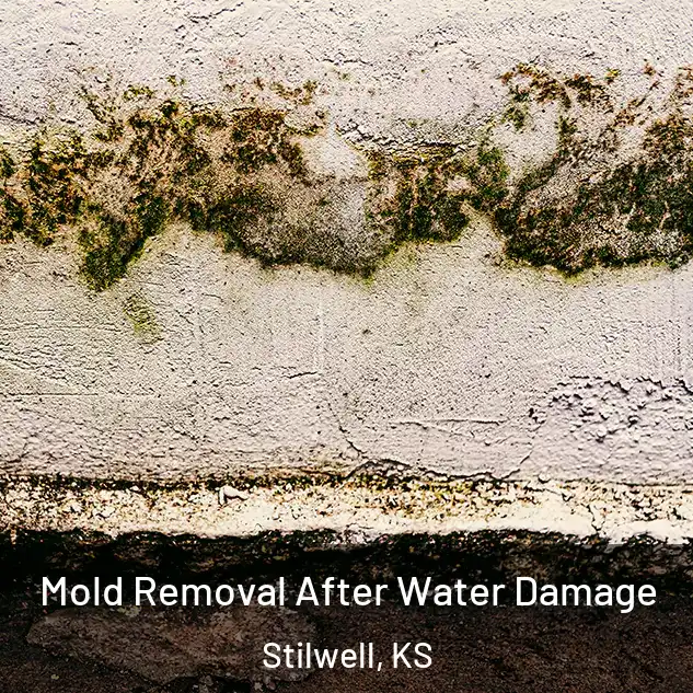  Mold Removal After Water Damage Stilwell, KS